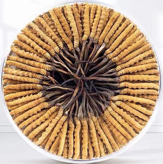 南海冬虫夏草回收